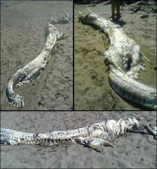 SPOTLIGHT: SEA MONSTER IN SPAIN