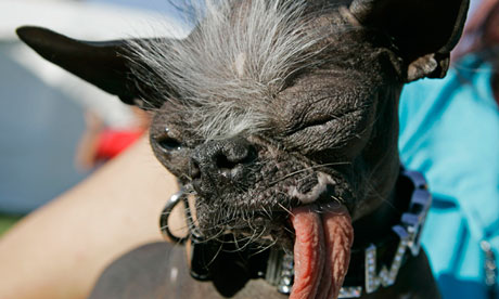 World's Ugliest Dog Dies