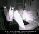 Cats On To My Security Camera