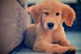 Puppy Winking
