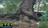 Trees Making Love