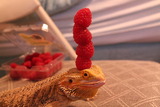 Lizard Balances Berries on Head