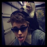 Monkey Grooms Justin Bieber's Hair