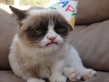 Grumpy Cat's Birthday - Happy Birthday!