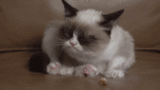 Grumpy Cat Licking