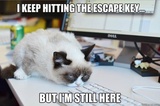 Grumpy Cat Great Escape