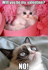 Cute Kitten to Grumpy Cat Will You Be My Valentine?