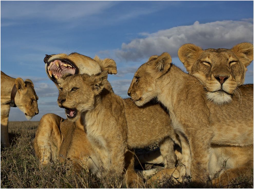 Lion Pride, Serengeti