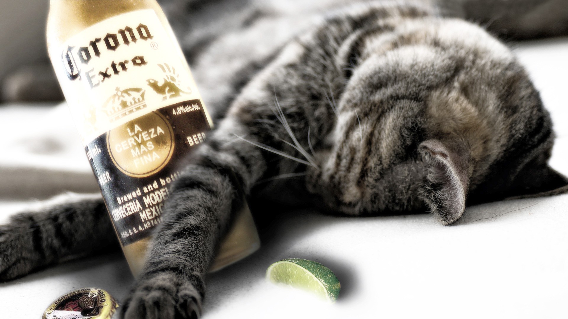 Cats only drink the good stuff "Corona Extra" - Funny - Faxo