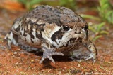 Grumpy Cat Grumpy Toad
