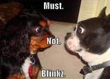 Dogs Playing The Do Not Blink Game