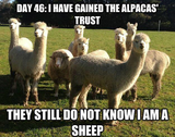 The Undercover Sheep