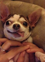The Derp Chihuahua Dog Or Is It