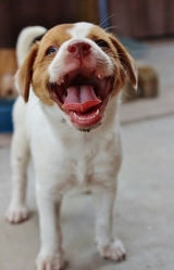 Do You Really Know Why A Dog Smiles When You Say Cheese?