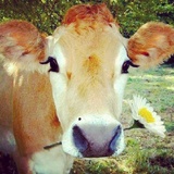 Have You Ever Seen A Beautiful Cow As Her