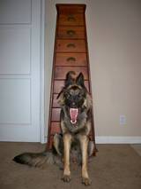 Laughing Or Yawning