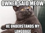 Do You Speak Kitten?