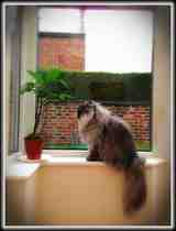 If Sheldon Cooper Were To A Cat