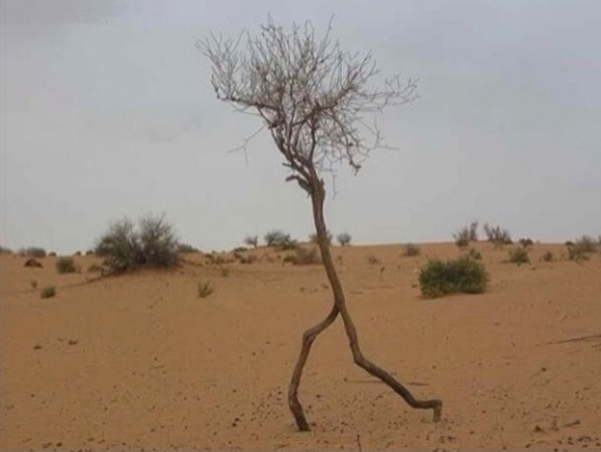 Run Forest Run - Running Tree with Roots for Legs - Funny - Faxo