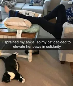 I Sprained My Ankle 😽