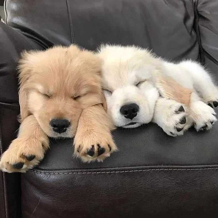 puppies for sale