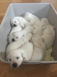 puppy and kitten