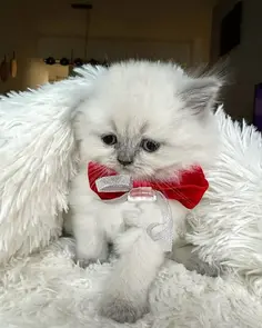 pet