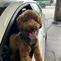 🐕
