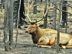 Spirit of the Burned Forest. Photography Animal Nature Elk Forest. Here comes another nature wallpaper! Taken in Jasper, Canada