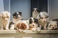 puppy for sale
