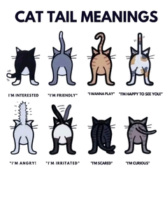what is your cat's tail telling you? 😂