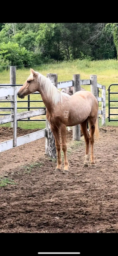 6 years old available for both rent and sell what is your location