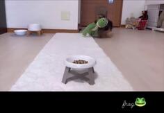 Cutest Ever Dog Brings Stuffed Animals To Eat