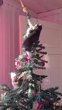 The Kitten Christmas Tree Climbing