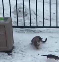 Cat and Mouse
