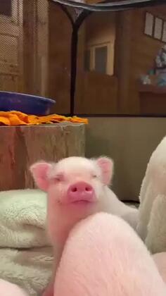 Cutest Little Bacon Bits