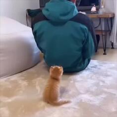 Kitten Crunches