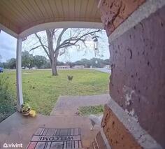 Dog Rings Doorbell - So Cute!
