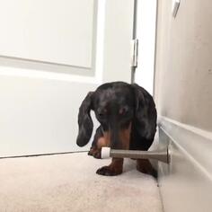 Dog vs Doorstop