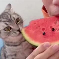 Watermelon Time