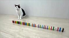 Cat Does Dominoes