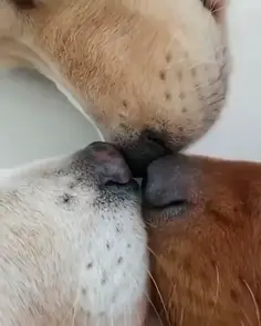 Nosey