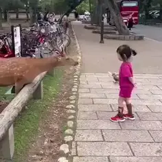 Polite Deer
