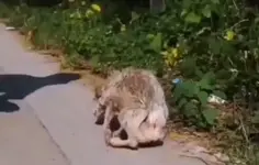 Heartwarming Stray Dog Rescue