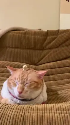 A Head Of Cat Treats