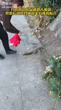 Sweet Squirrel Saved