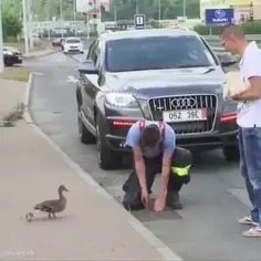 Heartwarming - Police Save Mom Duck's Babies