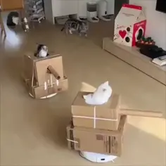 Cats In Tanks