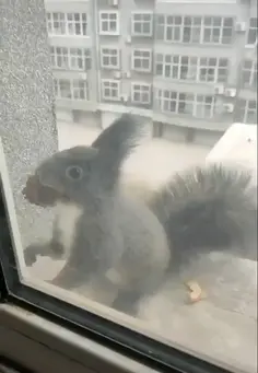 This Is Nuts
