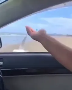 Seagull Says Hi 😂